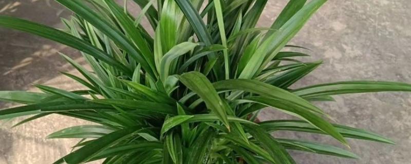 香兰叶怎么种植，平时要保持土壤湿润