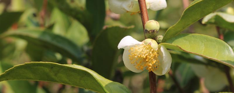 茶树的开花时间，一般10月至翌年2月开花