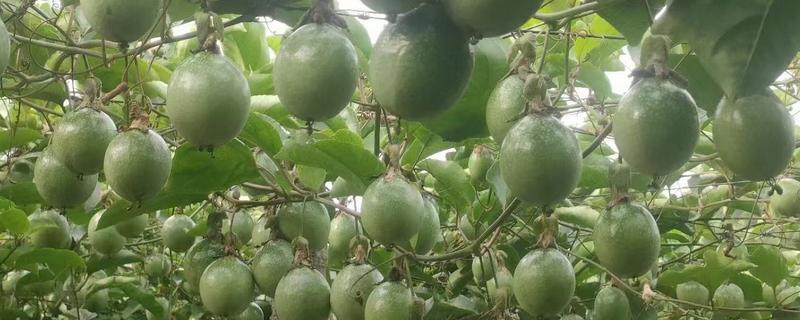 百香果怎么摘心，需要将主干上的心摘掉