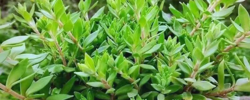 垂盆草有哪些品种，垂盆草其实只有一种