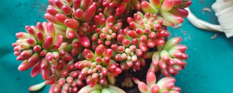 虹之玉如何养爆盆，在光照充足的环境中养护