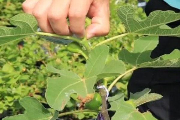 无花果怎样摘心打顶,在每年5月下旬至6月上旬进行