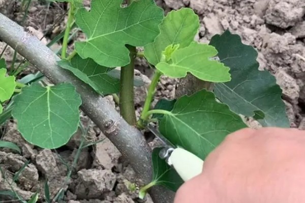 无花果怎样摘心打顶,在每年5月下旬至6月上旬进行