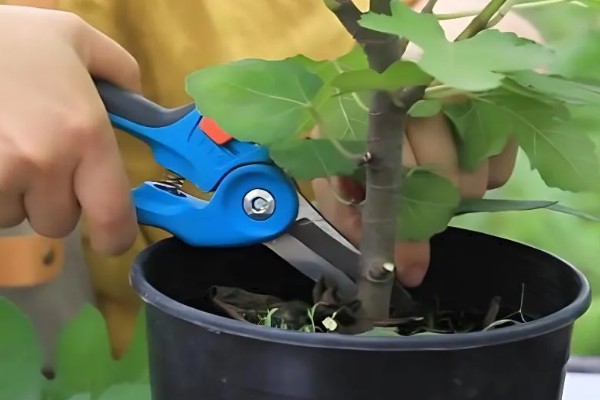 无花果怎样摘心打顶,在每年5月下旬至6月上旬进行