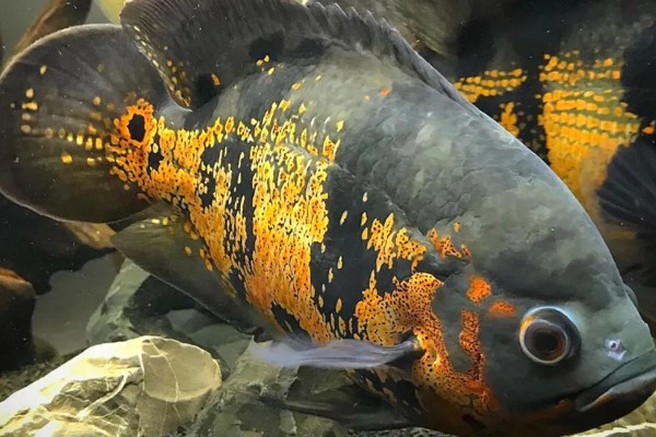 地图鱼可以承受的最低温度,最低水温是14℃