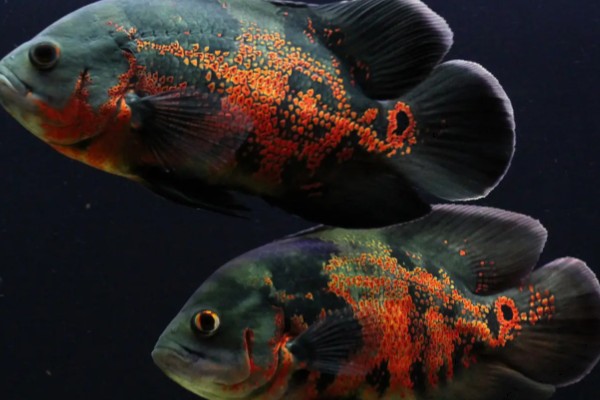 地图鱼可以承受的最低温度,最低水温是14℃