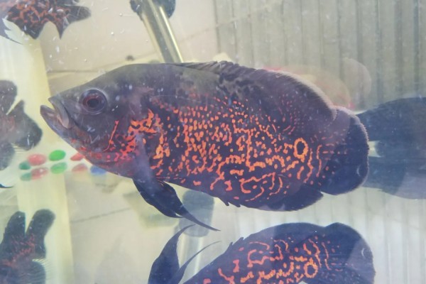 地图鱼可以承受的最低温度,最低水温是14℃