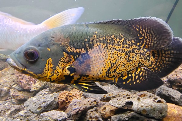 地图鱼可以承受的最低温度,最低水温是14℃