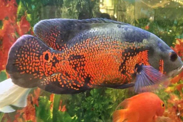 地图鱼可以承受的最低温度,最低水温是14℃