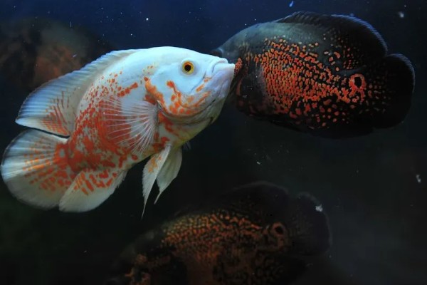 地图鱼可以承受的最低温度,最低水温是14℃