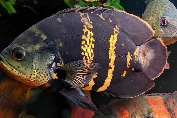 地图鱼可以承受的最低温度,最低水温是14℃