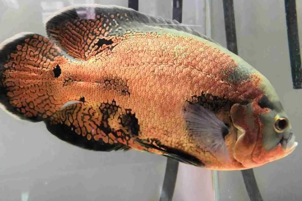 地图鱼可以承受的最低温度,最低水温是14℃