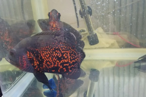 地图鱼可以承受的最低温度,最低水温是14℃