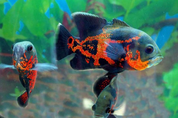 地图鱼可以承受的最低温度,最低水温是14℃