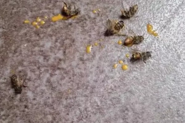 寻找野生蜜蜂窝的方法，发现采蜜蜂代表3公里的半径内有蜂群