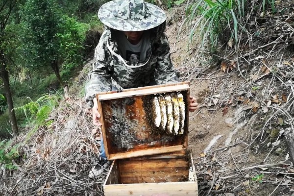 寻找野生蜜蜂窝的方法，发现采蜜蜂代表3公里的半径内有蜂群