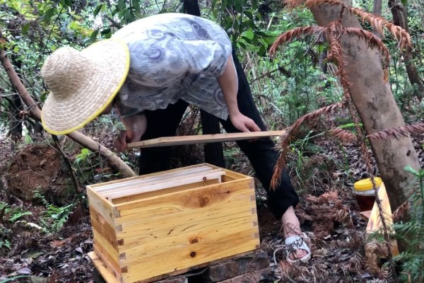 寻找野生蜜蜂窝的方法，发现采蜜蜂代表3公里的半径内有蜂群