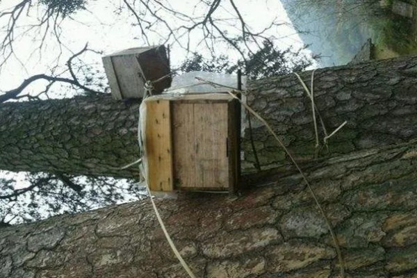 寻找野生蜜蜂窝的方法，发现采蜜蜂代表3公里的半径内有蜂群