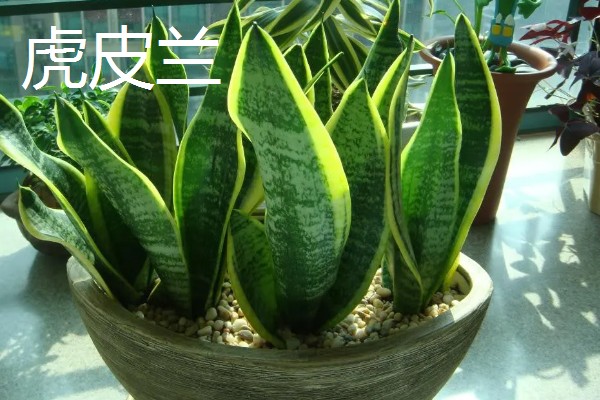 缺少阳光适合养什么花卉，可选择虎皮兰、绿萝等品种