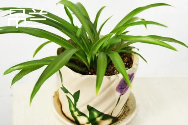 缺少阳光适合养什么花卉，可选择虎皮兰、绿萝等品种