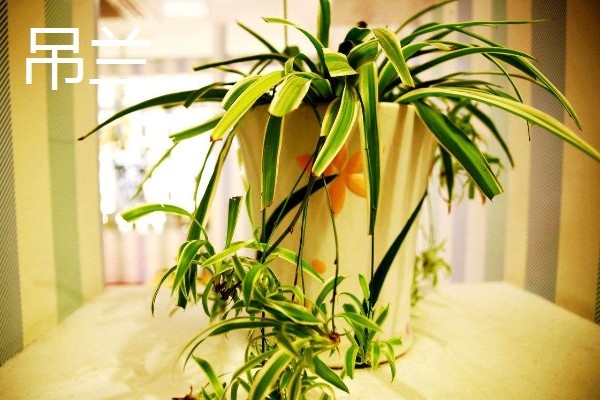 缺少阳光适合养什么花卉，可选择虎皮兰、绿萝等品种