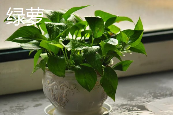 缺少阳光适合养什么花卉，可选择虎皮兰、绿萝等品种