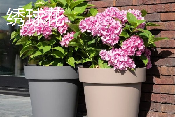 缺少阳光适合养什么花卉，可选择虎皮兰、绿萝等品种