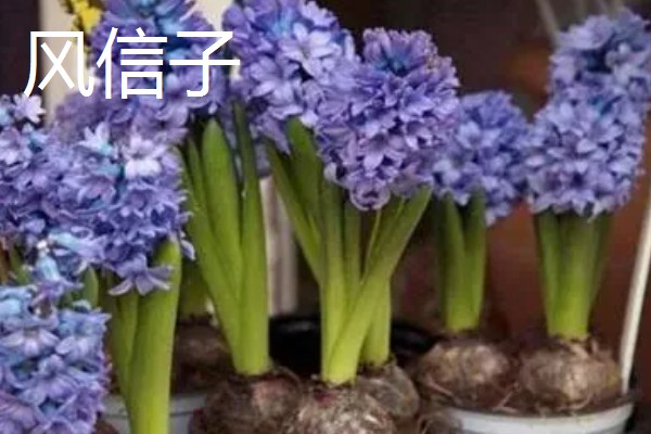 缺少阳光适合养什么花卉，可选择虎皮兰、绿萝等品种