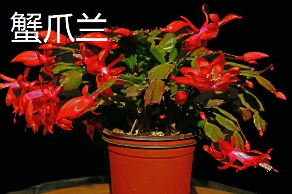 缺少阳光适合养什么花卉，可选择虎皮兰、绿萝等品种