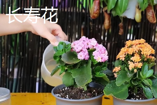 缺少阳光适合养什么花卉，可选择虎皮兰、绿萝等品种