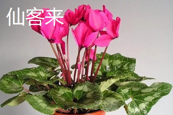 缺少阳光适合养什么花卉，可选择虎皮兰、绿萝等品种