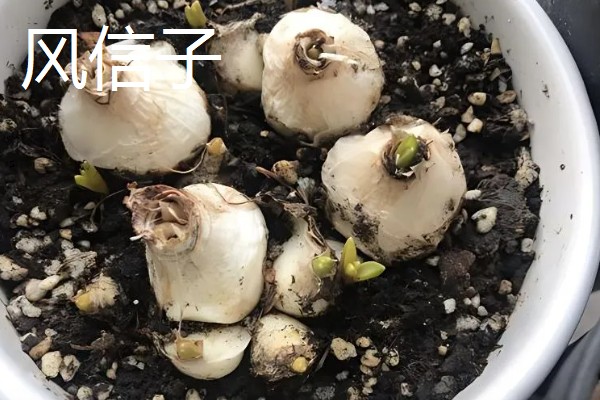 缺少阳光适合养什么花卉，可选择虎皮兰、绿萝等品种