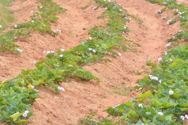 番薯象鼻虫怎么防治，实行水旱轮作可消灭田间虫源