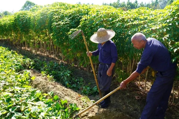 番薯象鼻虫怎么防治，实行水旱轮作可消灭田间虫源