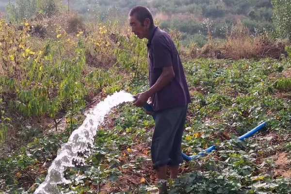 番薯象鼻虫怎么防治，实行水旱轮作可消灭田间虫源