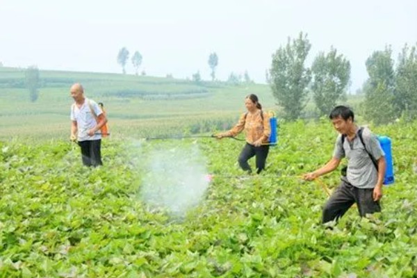 番薯象鼻虫怎么防治，实行水旱轮作可消灭田间虫源