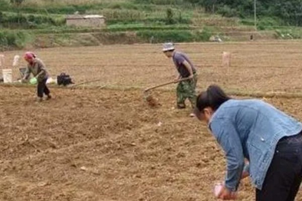 番薯象鼻虫怎么防治，实行水旱轮作可消灭田间虫源