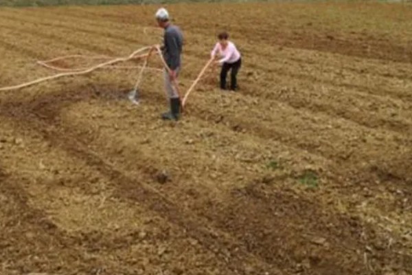 番薯象鼻虫怎么防治，实行水旱轮作可消灭田间虫源