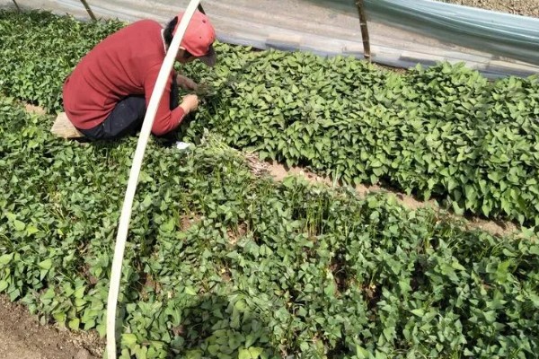 番薯象鼻虫怎么防治，实行水旱轮作可消灭田间虫源