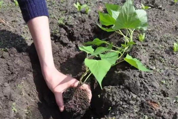 番薯象鼻虫怎么防治，实行水旱轮作可消灭田间虫源