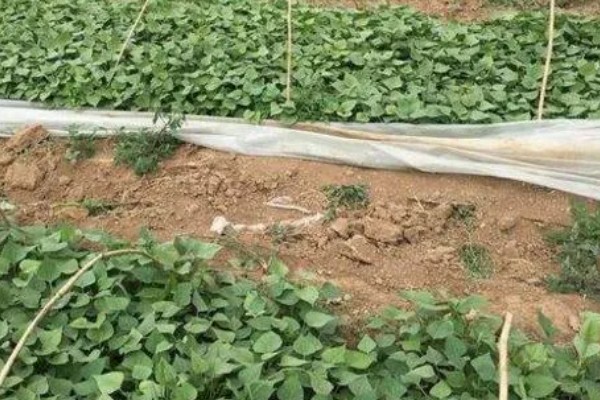 番薯象鼻虫怎么防治，实行水旱轮作可消灭田间虫源