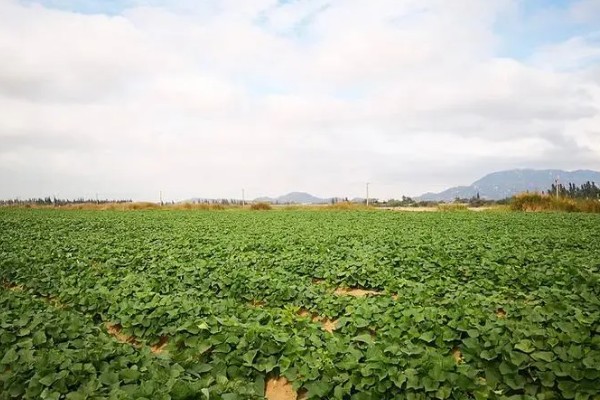 番薯象鼻虫怎么防治，实行水旱轮作可消灭田间虫源