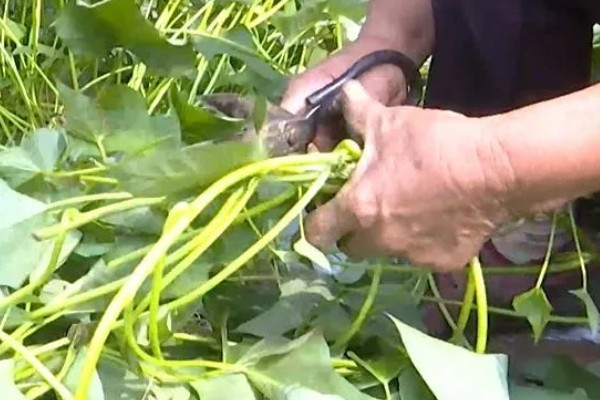 番薯象鼻虫怎么防治，实行水旱轮作可消灭田间虫源