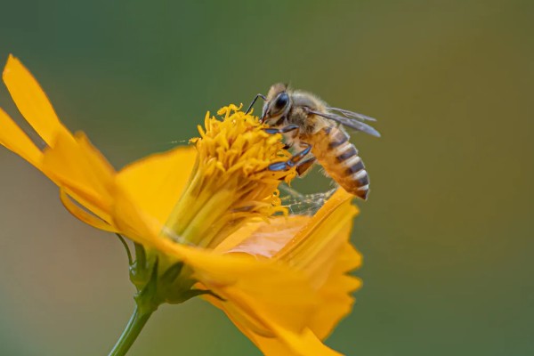 寻找野生蜜蜂窝的方法，发现采蜜蜂代表3公里的半径内有蜂群