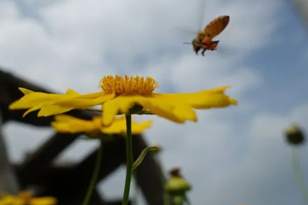 寻找野生蜜蜂窝的方法，发现采蜜蜂代表3公里的半径内有蜂群