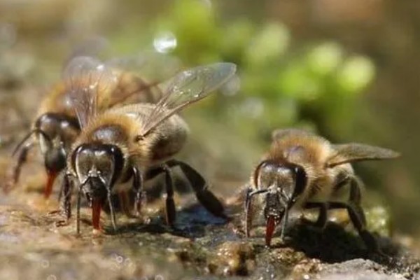 寻找野生蜜蜂窝的方法，发现采蜜蜂代表3公里的半径内有蜂群