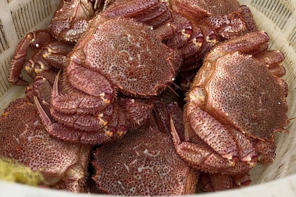 红毛蟹的产地，主要产地在日本、俄罗斯等