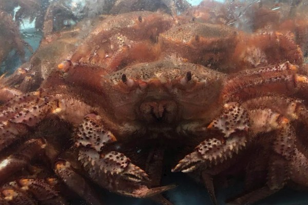 红毛蟹的产地，主要产地在日本、俄罗斯等
