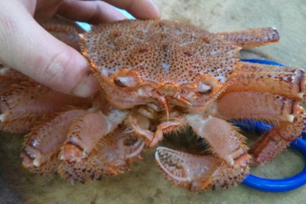 红毛蟹的产地，主要产地在日本、俄罗斯等