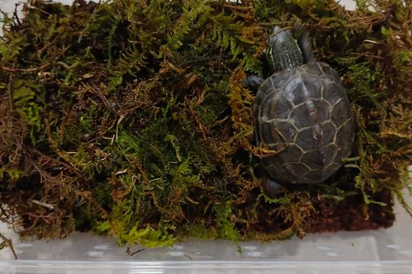 甲鱼冬天在家如何存养,要注意换水的温度